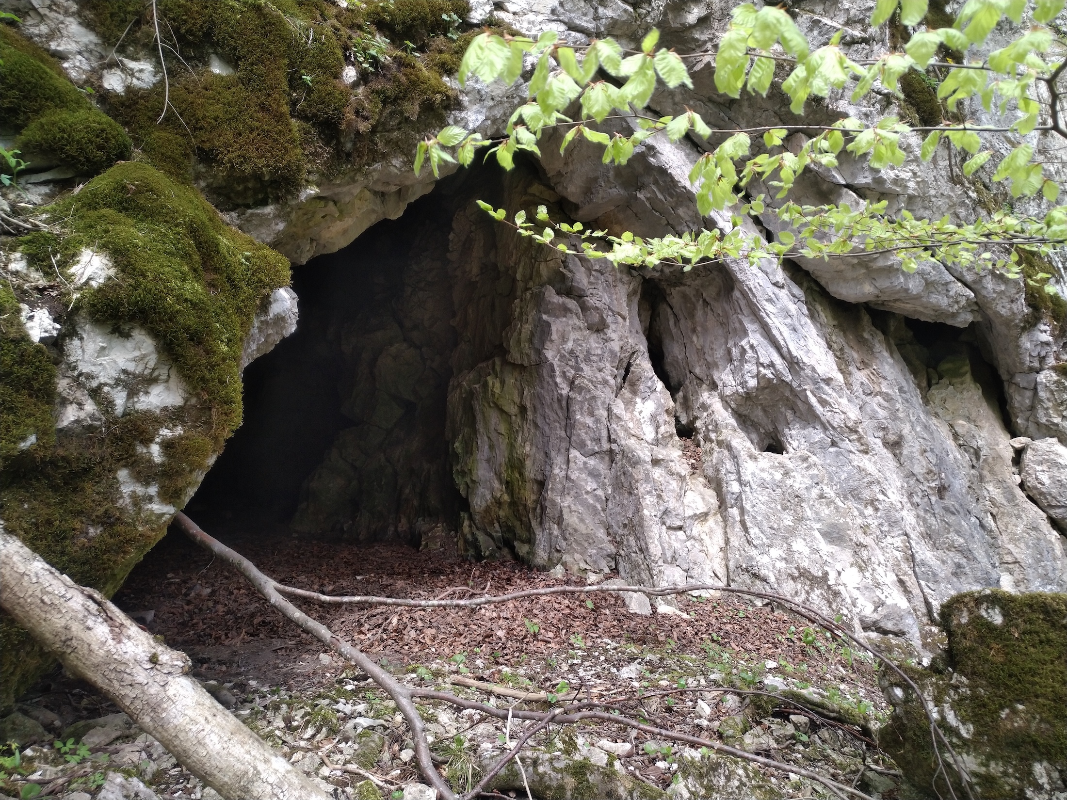 Peştera nr.1 de la Jervani - Image 1